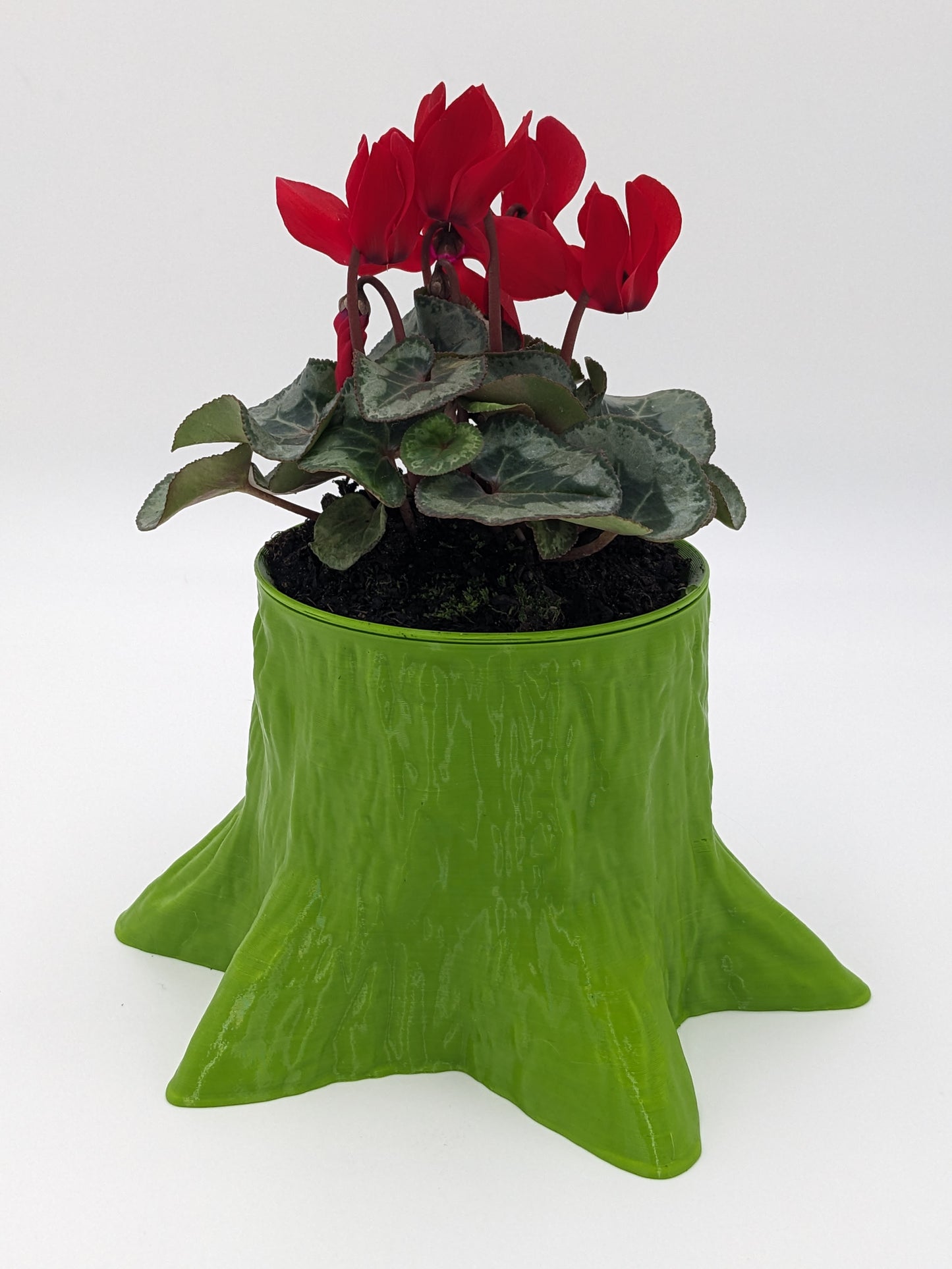 Bark & Bloom - Evergreen
