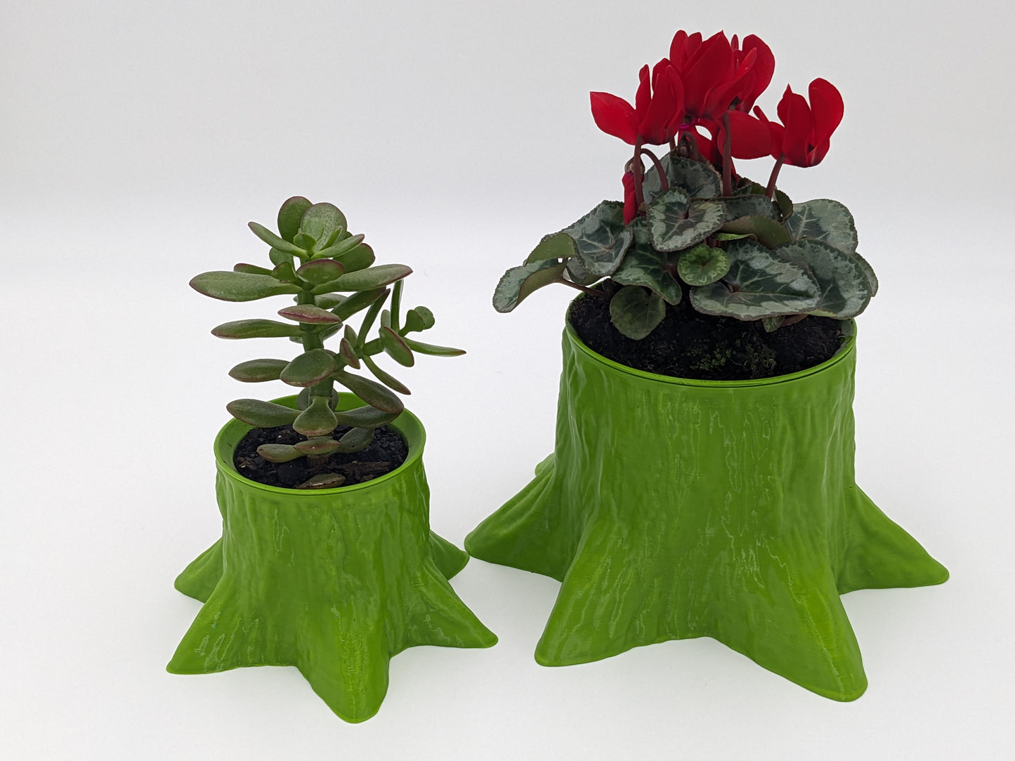 Bark & Bloom - Evergreen